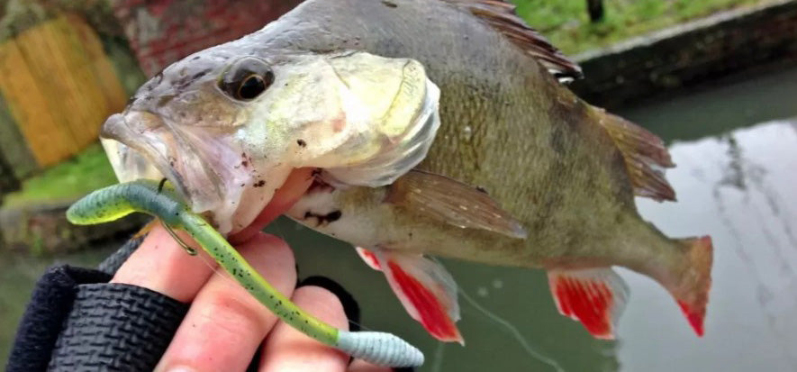 Drop Shot Fishing For Perch